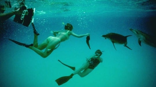 wild-dolphin-project-researchers-play-dolphins-get-them-communicate-them-1