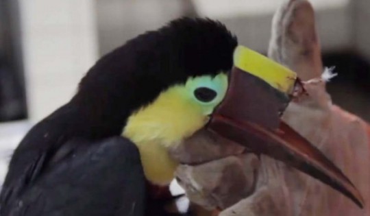 toucanbeakpic-600x350