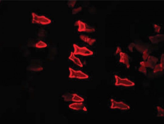 3D‐Printed Artificial Microfish