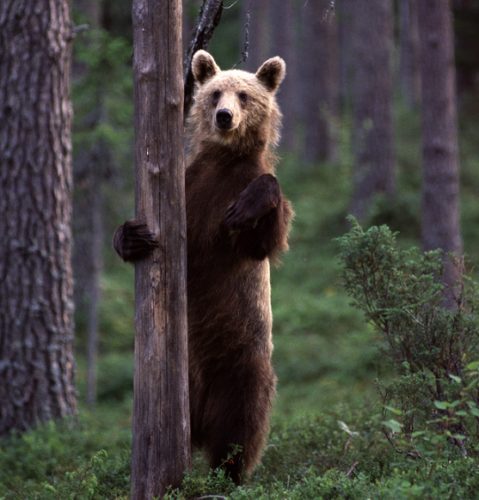 Beren spotten Finland